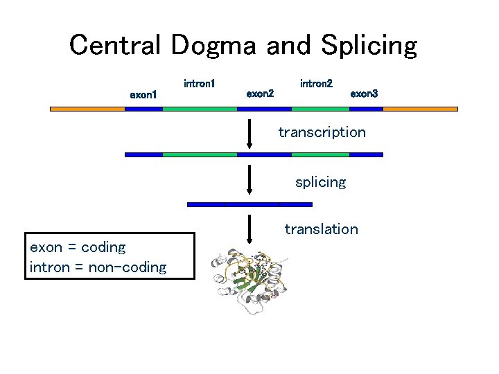 Central Dogma and Splicing intron 1 exon 2 intron 2 exon 3 transcription splicing