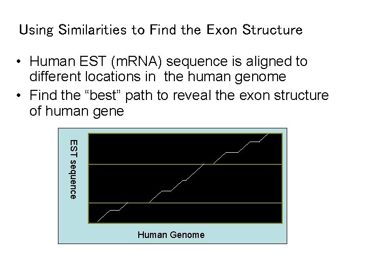 Using Similarities to Find the Exon Structure • Human EST (m. RNA) sequence is