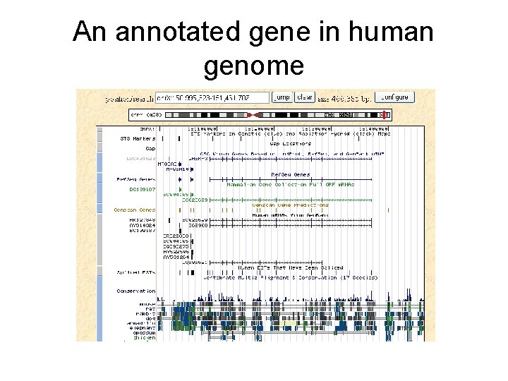 An annotated gene in human genome 