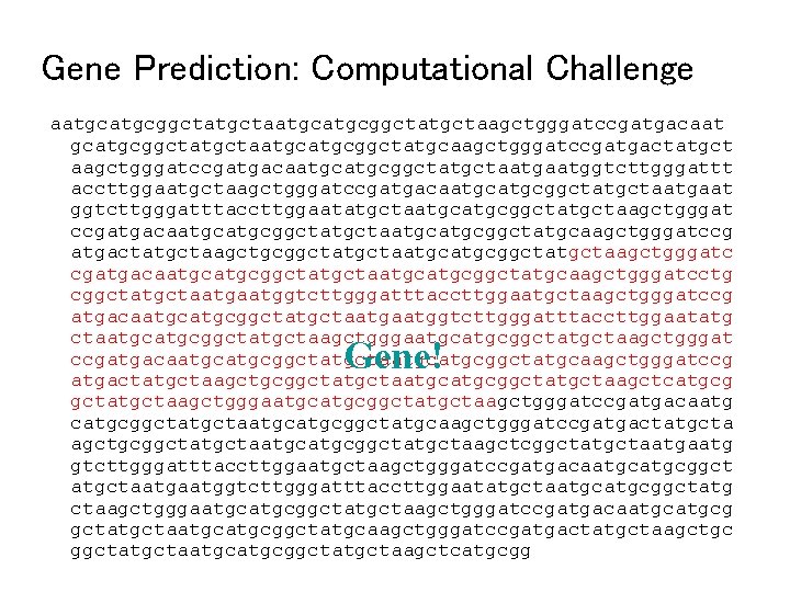 Gene Prediction: Computational Challenge aatgcatgcggctatgctaagctgggatccgatgacaat gcatgcggctatgctaatgcggctatgcaagctgggatccgatgactatgct aagctgggatccgatgacaatgcggctatgctaatggtcttgggattt accttggaatgctaagctgggatccgatgacaatgcggctatgctaatgaat ggtcttgggatttaccttggaatatgctaatgcggctatgctaagctgggat ccgatgacaatgcggctatgctaatgcggctatgcaagctgggatccg atgactatgctaagctgcggctatgctaatgcggctatgctaagctgggatc cgatgacaatgcggctatgctaatgcggctatgcaagctgggatcctg cggctatgctaatggtcttgggatttaccttggaatgctaagctgggatccg atgacaatgcggctatgctaatggtcttgggatttaccttggaatatg