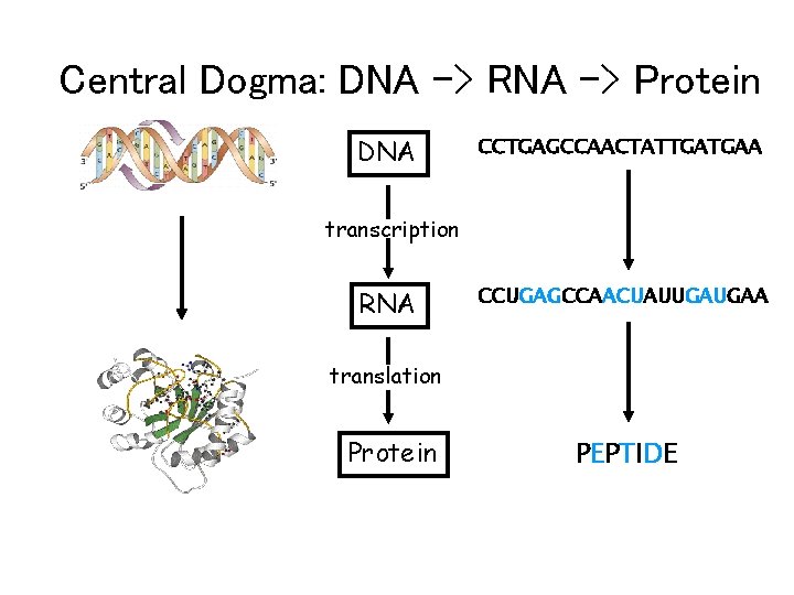 Central Dogma: DNA -> RNA -> Protein DNA CCTGAGCCAACTATTGATGAA transcription RNA CCUGAGCCAACUAUUGAUGAA translation Protein