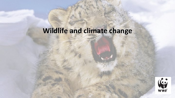 Wildlife and climate change 