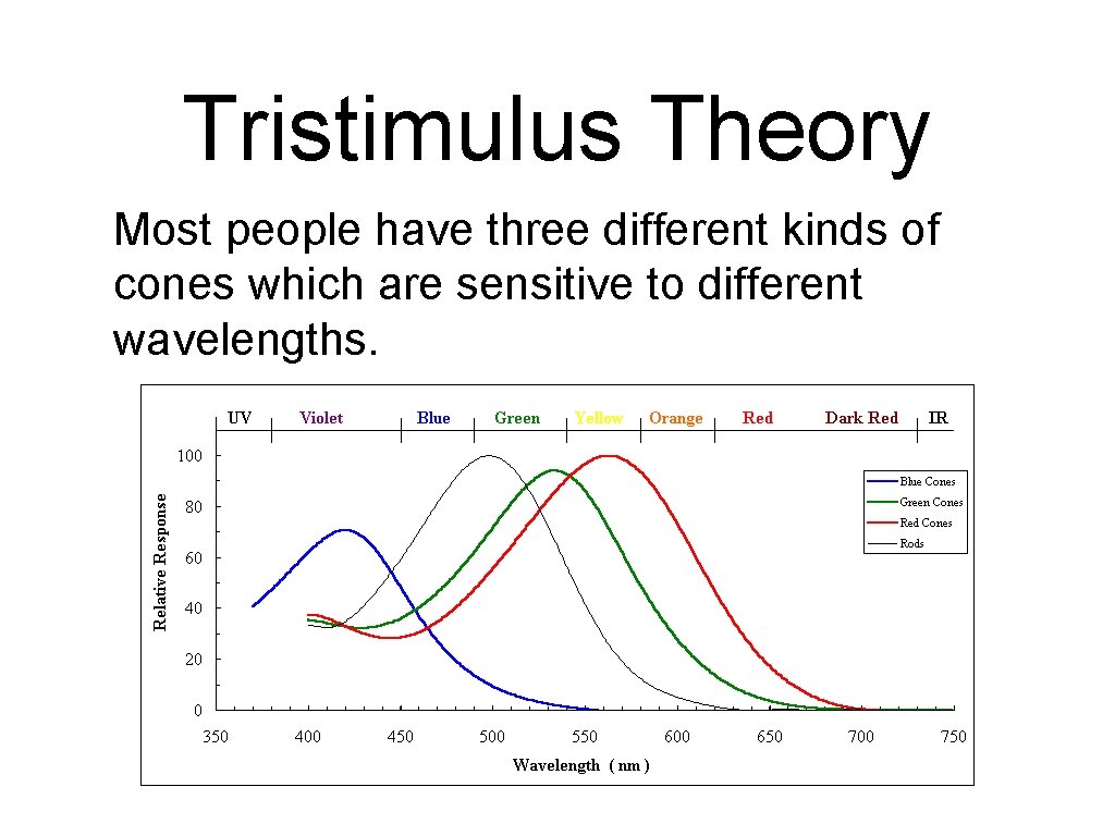 Tristimulus Theory Most people have three different kinds of cones which are sensitive to Tristimulus Theory Most people have three different kinds of cones which are sensitive to