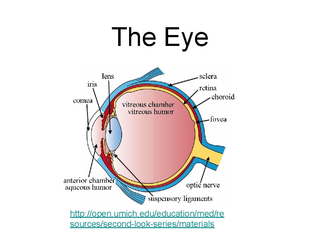 The Eye http: //open. umich. edu/education/med/re sources/second-look-series/materials The Eye http: //open. umich. edu/education/med/re sources/second-look-series/materials