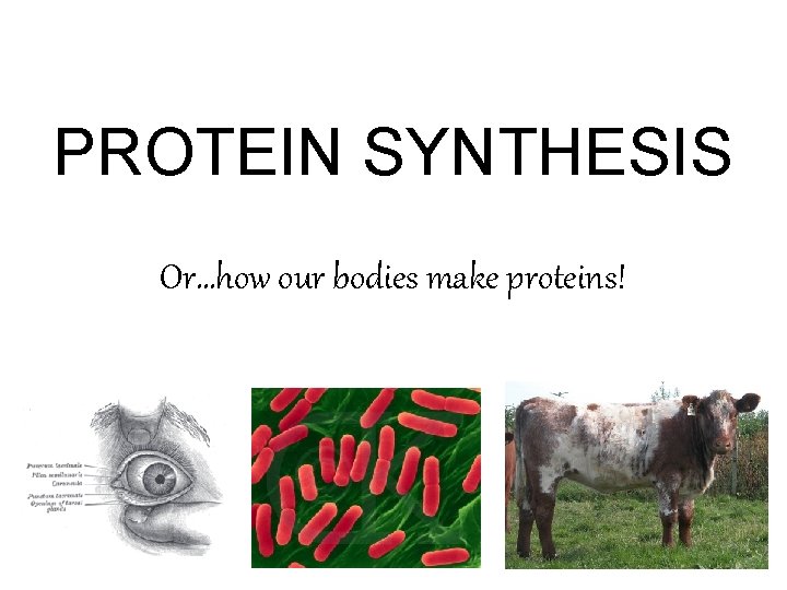 PROTEIN SYNTHESIS Or…how our bodies make proteins! 