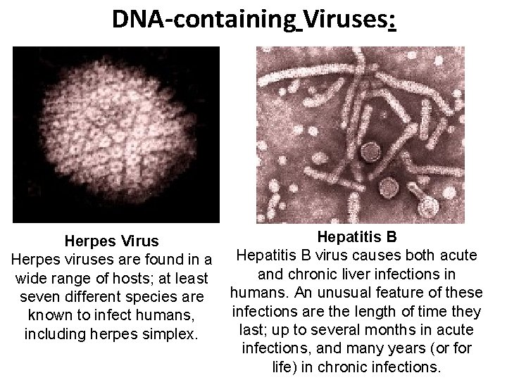 DNA-containing Viruses: Herpes Virus Herpes viruses are found in a wide range of hosts;