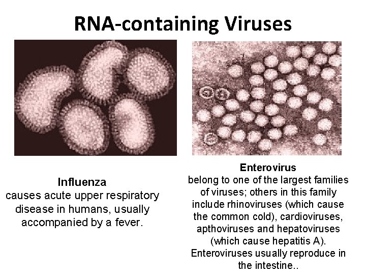 RNA-containing Viruses Influenza causes acute upper respiratory disease in humans, usually accompanied by a
