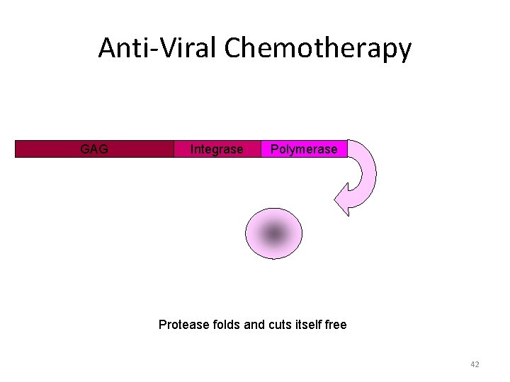 Anti-Viral Chemotherapy GAG Integrase Polymerase Protease folds and cuts itself free 42 