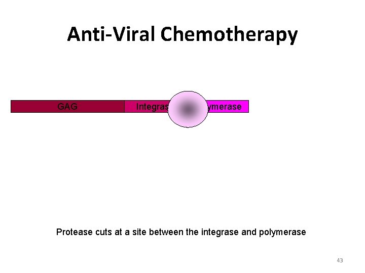 Anti-Viral Chemotherapy GAG Integrase Polymerase Protease cuts at a site between the integrase and