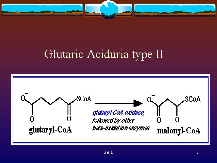 Glutaric Aciduria Type Ii A Fatty Acid Oxidation