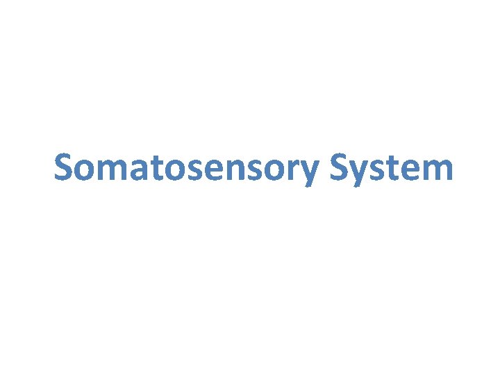 Somatosensory System 