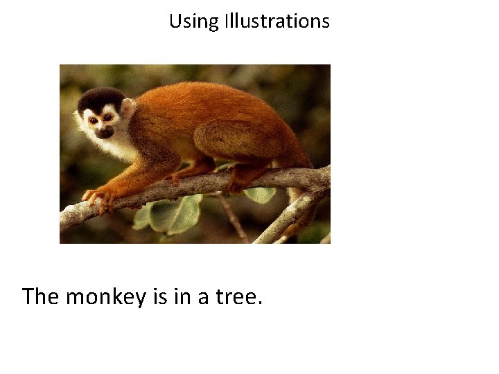 Using Illustrations The monkey is in a tree. 