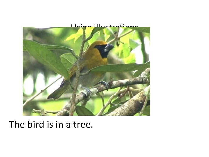 Using Illustrations The bird is in a tree. 