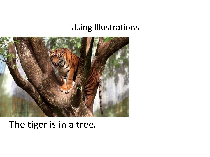 Using Illustrations The tiger is in a tree. 