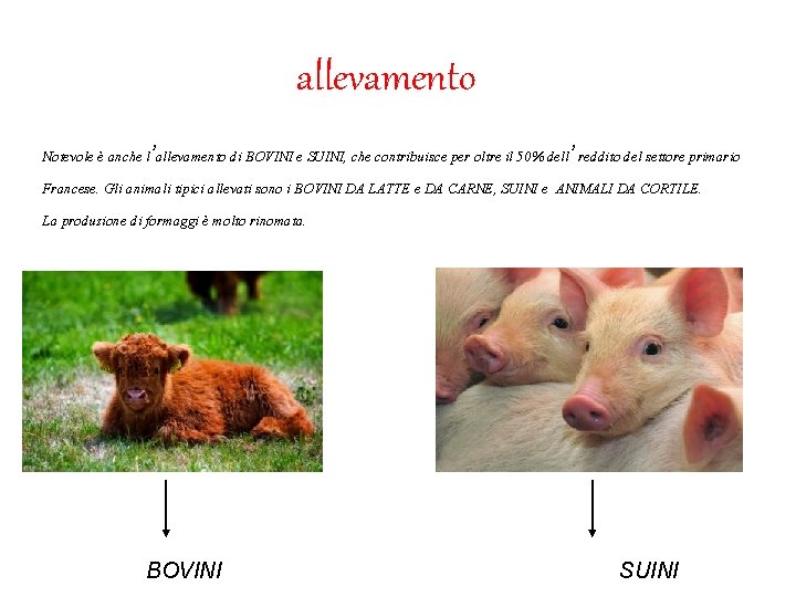 allevamento Notevole è anche l’allevamento di BOVINI e SUINI, che contribuisce per oltre il