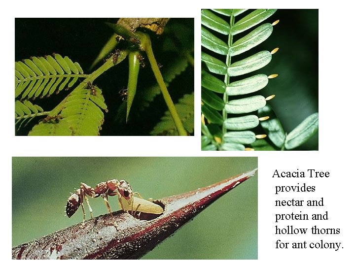 Acacia Tree provides nectar and protein and hollow thorns for ant colony. 