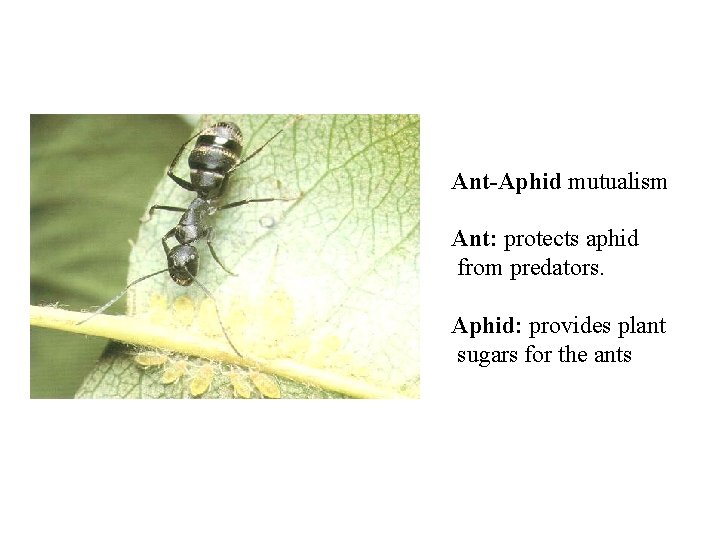 Ant-Aphid mutualism Ant: protects aphid from predators. Aphid: provides plant sugars for the ants