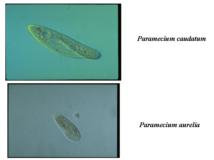 Paramecium caudatum Paramecium aurelia 