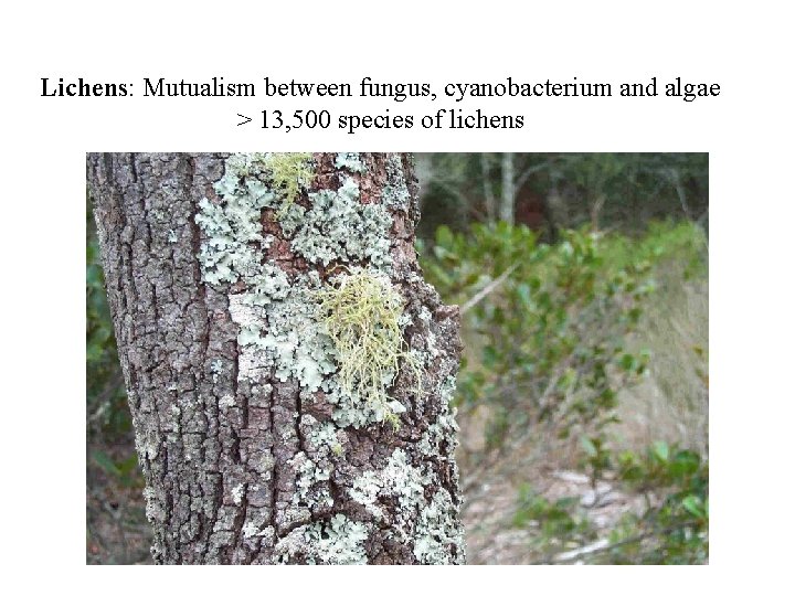 Lichens: Mutualism between fungus, cyanobacterium and algae > 13, 500 species of lichens 