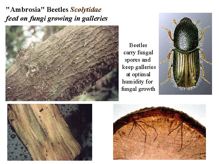 "Ambrosia" Beetles Scolytidae feed on fungi growing in galleries Beetles carry fungal spores and