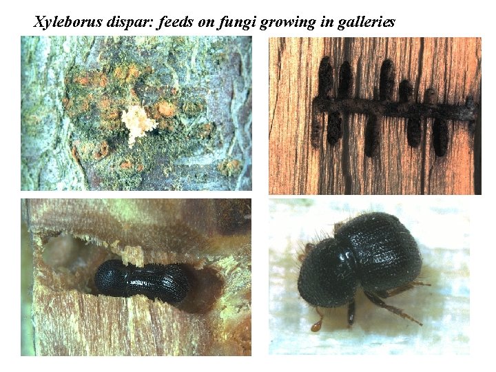 Xyleborus dispar: feeds on fungi growing in galleries 