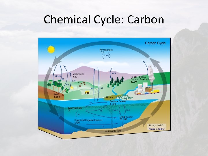Chemical Cycle: Carbon 