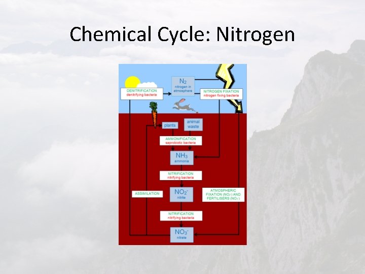 Chemical Cycle: Nitrogen 