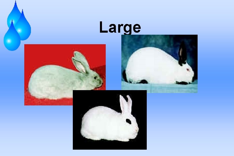 Major Breeds of Rabbits Rabbits Been developed into