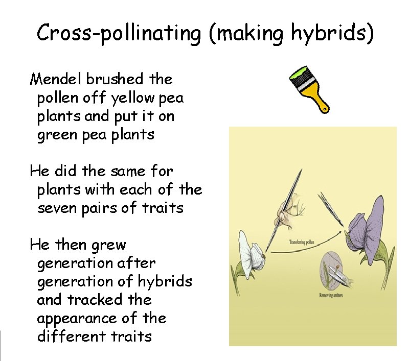 Cross-pollinating (making hybrids) Mendel brushed the
pollen off yellow pea
plants and put it Cross-pollinating (making hybrids) Mendel brushed the
pollen off yellow pea
plants and put it