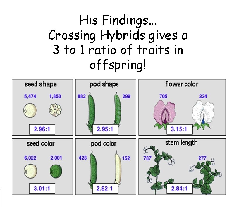 His Findings… Crossing Hybrids gives a 3 to 1 ratio of traits in offspring! His Findings… Crossing Hybrids gives a 3 to 1 ratio of traits in offspring!