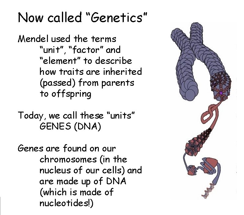 Now called “Genetics” Mendel used the terms “unit”, “factor” and “element” to describe how Now called “Genetics” Mendel used the terms “unit”, “factor” and “element” to describe how
