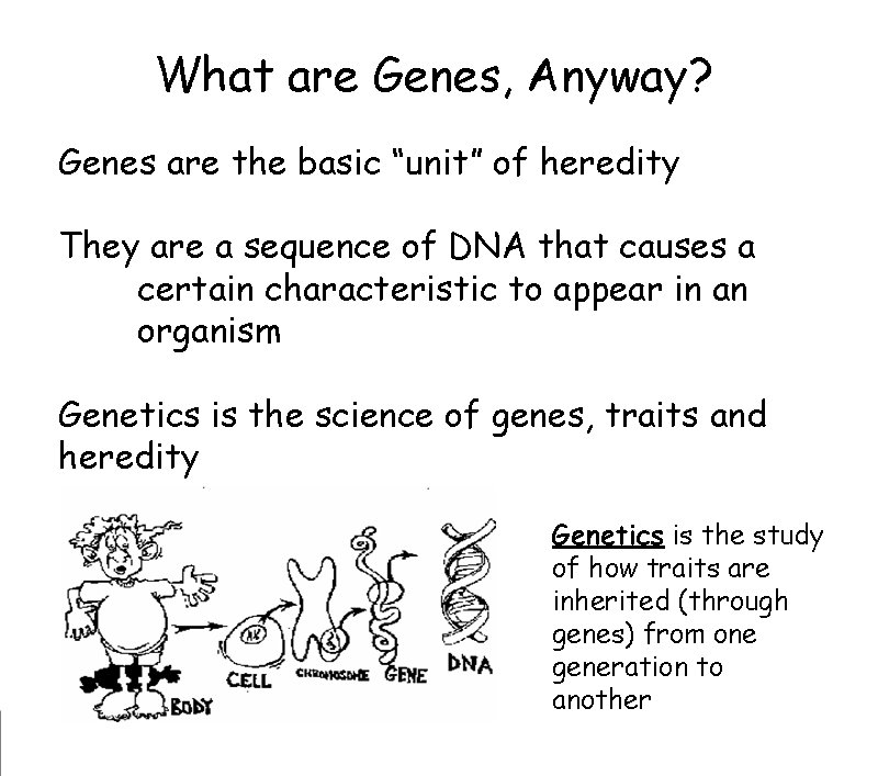 What are Genes, Anyway? Genes are the basic “unit” of heredity They are a What are Genes, Anyway? Genes are the basic “unit” of heredity They are a