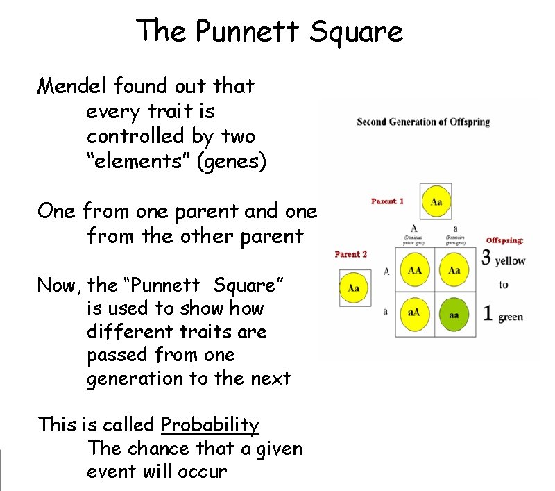 The Punnett Square Mendel found out that every trait is controlled by two “elements” The Punnett Square Mendel found out that every trait is controlled by two “elements”