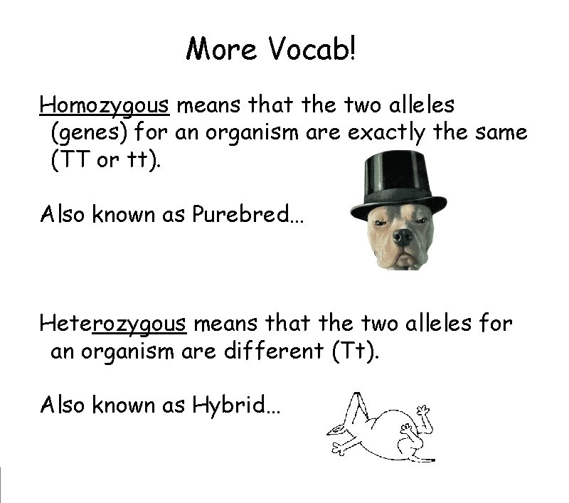 More Vocab! Homozygous means that the two alleles
(genes) for an organism are exactly More Vocab! Homozygous means that the two alleles
(genes) for an organism are exactly