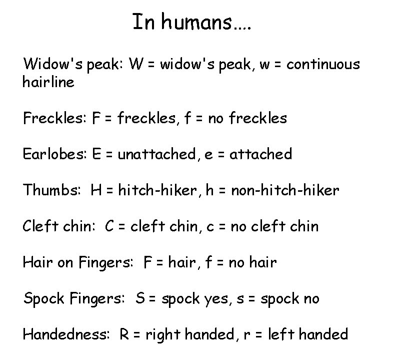 In humans…. Widow's peak: W = widow's peak, w = continuous hairline Freckles: F In humans…. Widow's peak: W = widow's peak, w = continuous hairline Freckles: F
