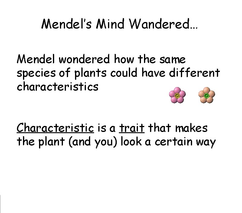 Mendel’s Mind Wandered… Mendel wondered how the same species of plants could have different Mendel’s Mind Wandered… Mendel wondered how the same species of plants could have different