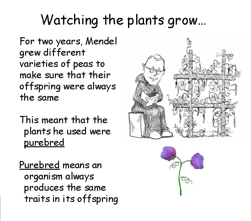 Watching the plants grow… For two years, Mendel grew different varieties of peas to Watching the plants grow… For two years, Mendel grew different varieties of peas to