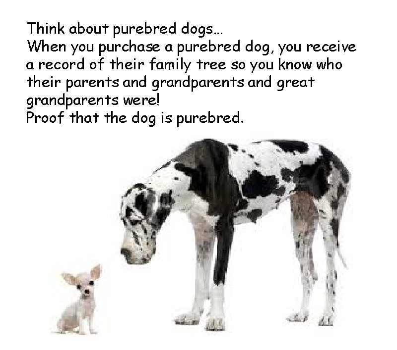 Think about purebred dogs… When you purchase a purebred dog, you receive a record Think about purebred dogs… When you purchase a purebred dog, you receive a record
