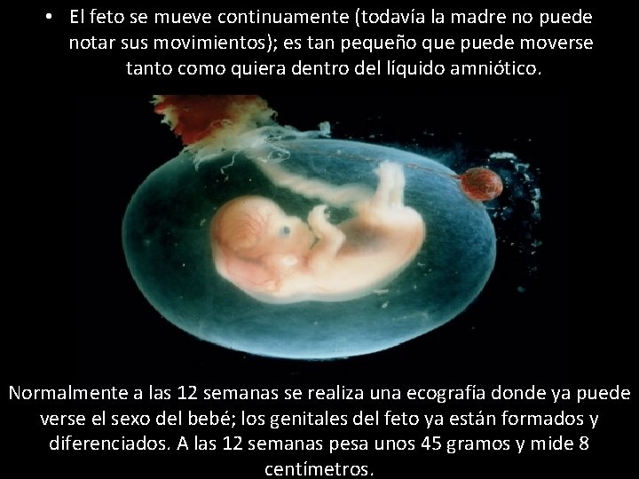  • El feto se mueve continuamente (todavía la madre no puede notar sus