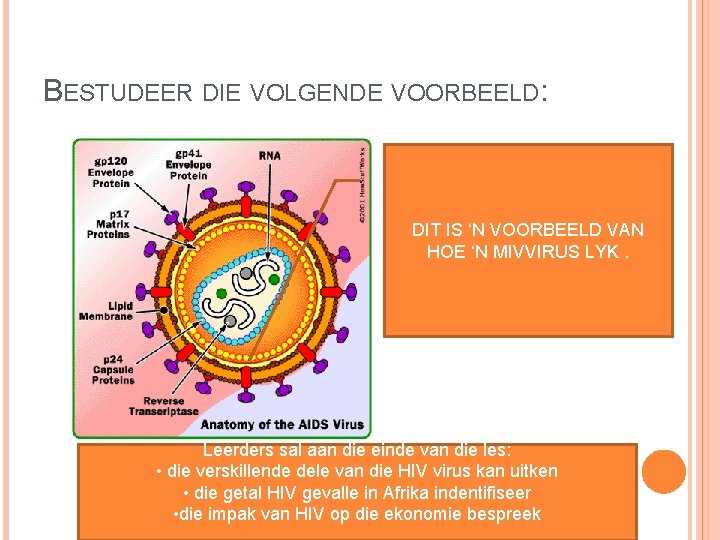 BESTUDEER DIE VOLGENDE VOORBEELD: DIT IS ‘N VOORBEELD VAN HOE ‘N MIVVIRUS LYK. Leerders