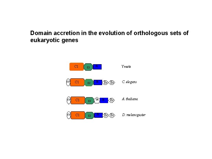 Domain accretion in the evolution of orthologous sets of eukaryotic genes C 1 C