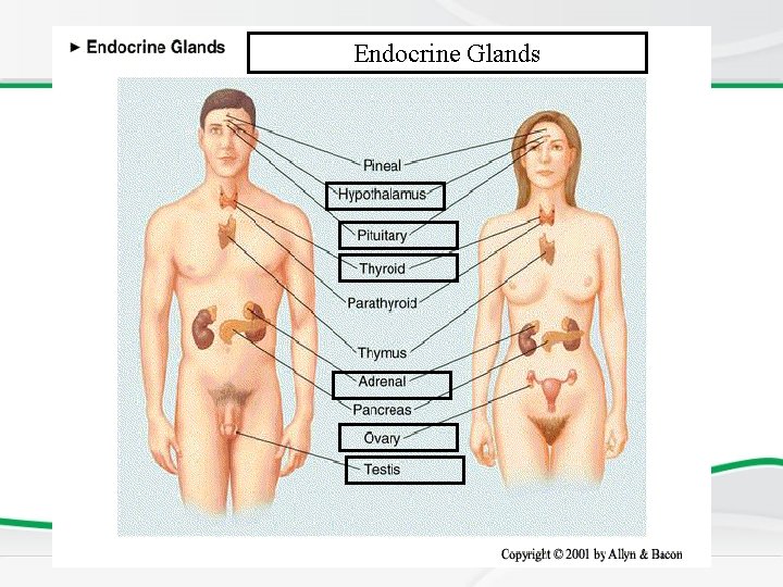 Endocrine Glands 