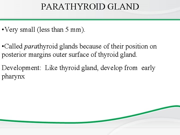 PARATHYROID GLAND • Very small (less than 5 mm). • Called parathyroid glands because