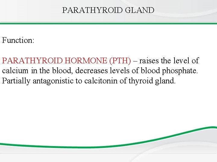 PARATHYROID GLAND Function: PARATHYROID HORMONE (PTH) – raises the level of calcium in the