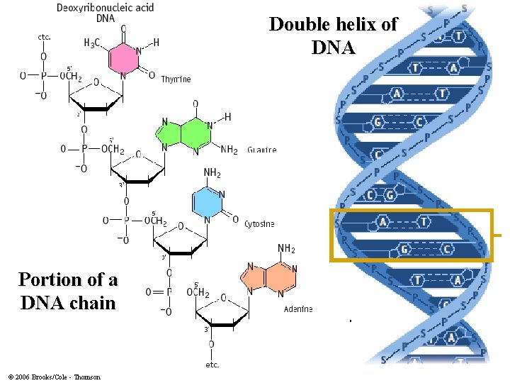 Double helix of DNA Portion of a DNA chain © 2006 Brooks/Cole - Thomson