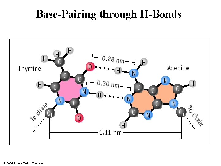 Base-Pairing through H-Bonds © 2006 Brooks/Cole - Thomson 