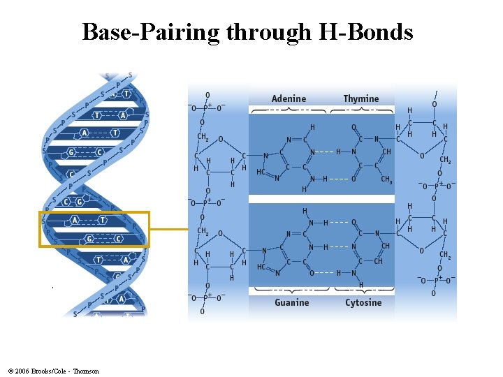 Base-Pairing through H-Bonds © 2006 Brooks/Cole - Thomson 