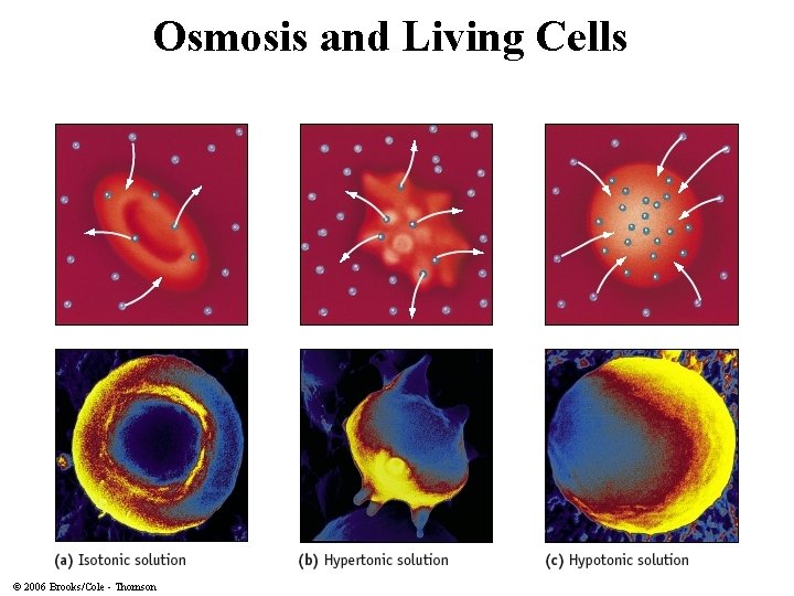 Osmosis and Living Cells © 2006 Brooks/Cole - Thomson 