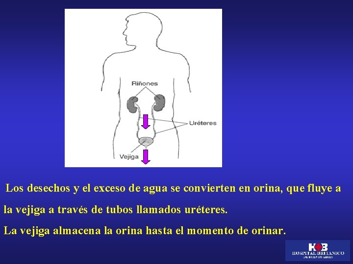 Los desechos y el exceso de agua se convierten en orina, que fluye a