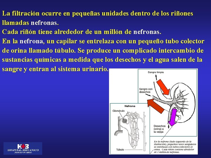 La filtración ocurre en pequeñas unidades dentro de los riñones llamadas nefronas. Cada riñón